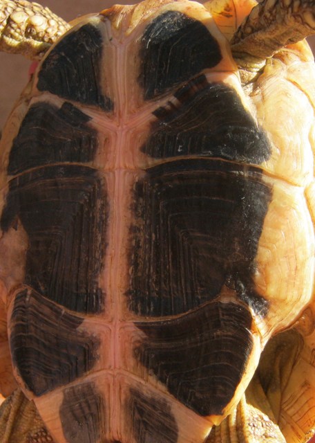 Tartaruga di identificare (Testudo hermanni hermanni)